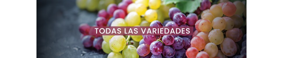 Variedad de uva