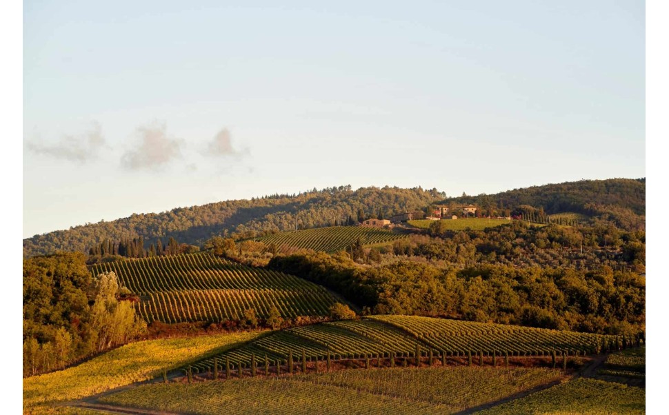 Las mejores Regiones vinícolas de España: mapa y características