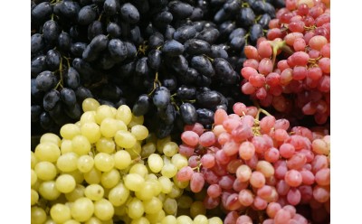 Tipos de uvas para vino: guía completa de variedades y características