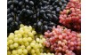 Tipos de uvas para vino: guía completa de variedades y características