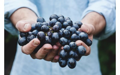 Uva bobal: la variedad valenciana que está conquistando las mejores bodegas