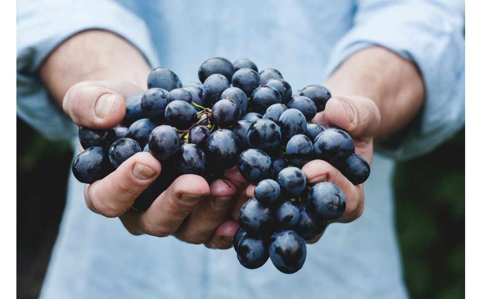 Uva bobal: la variedad valenciana que está conquistando las mejores bodegas